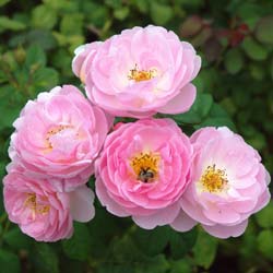 Rosa Scepter'd Isle